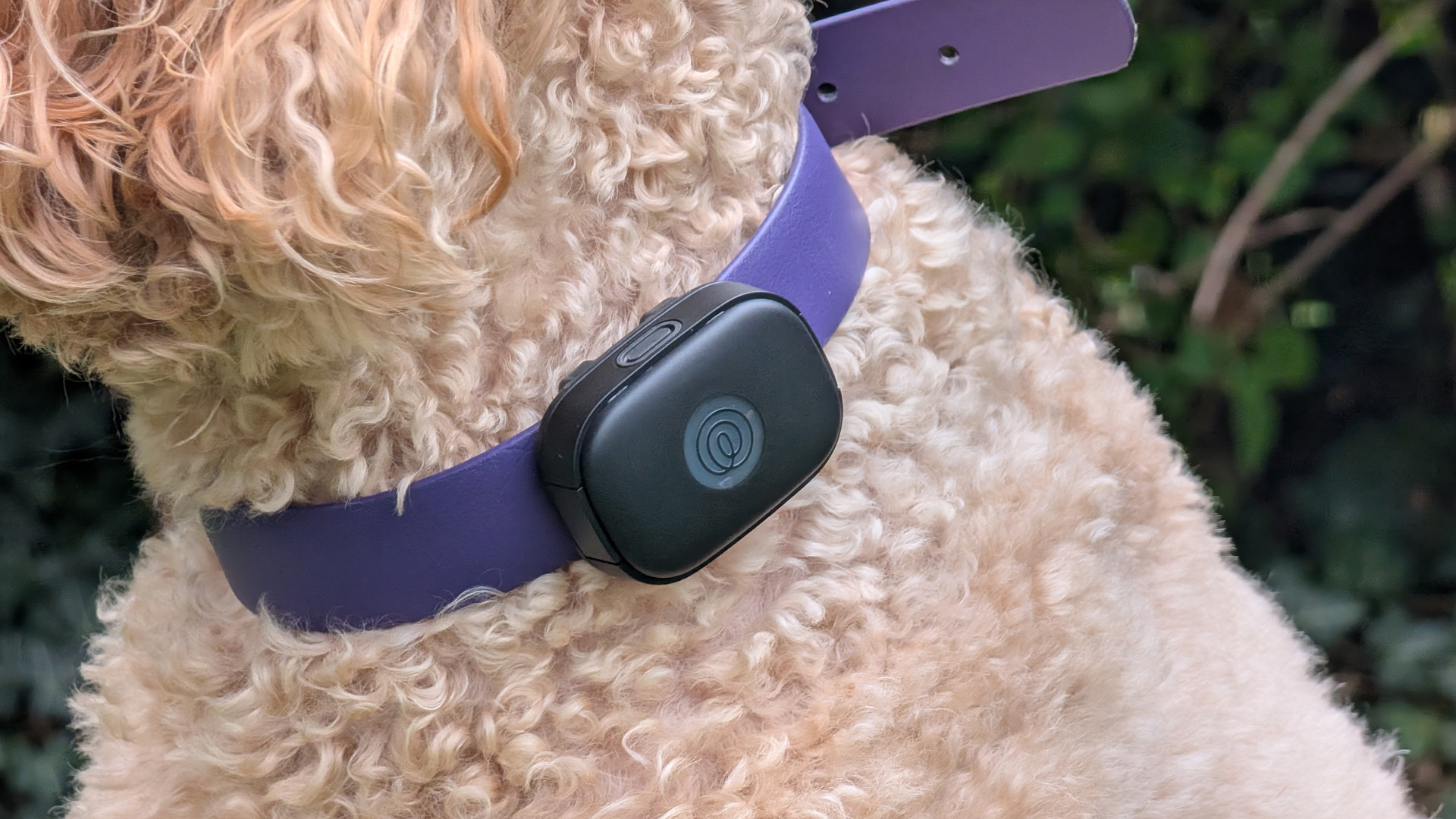 Трекер Life360 поможет найти питомца в любое время