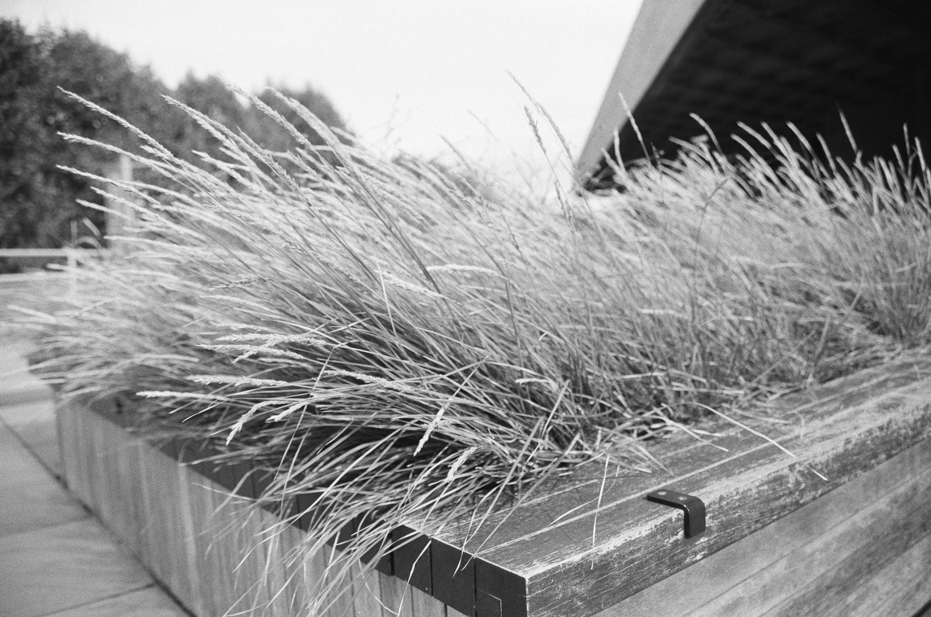 Обзор Kentmere Pan 200 — бюджетная чёрно-белая плёнка картинка Kentmere Pan 200