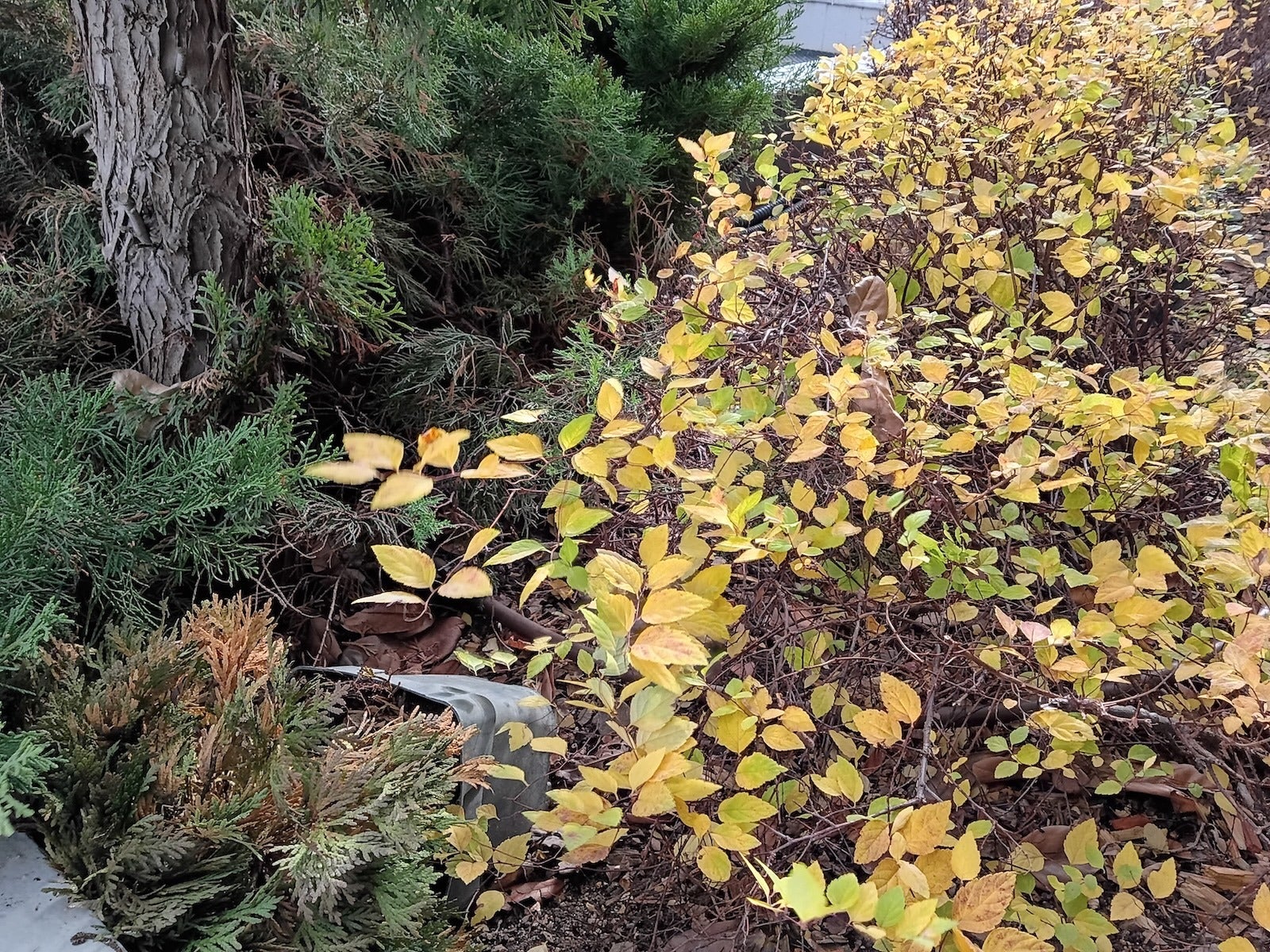 Motorola Moto G Play (2026)