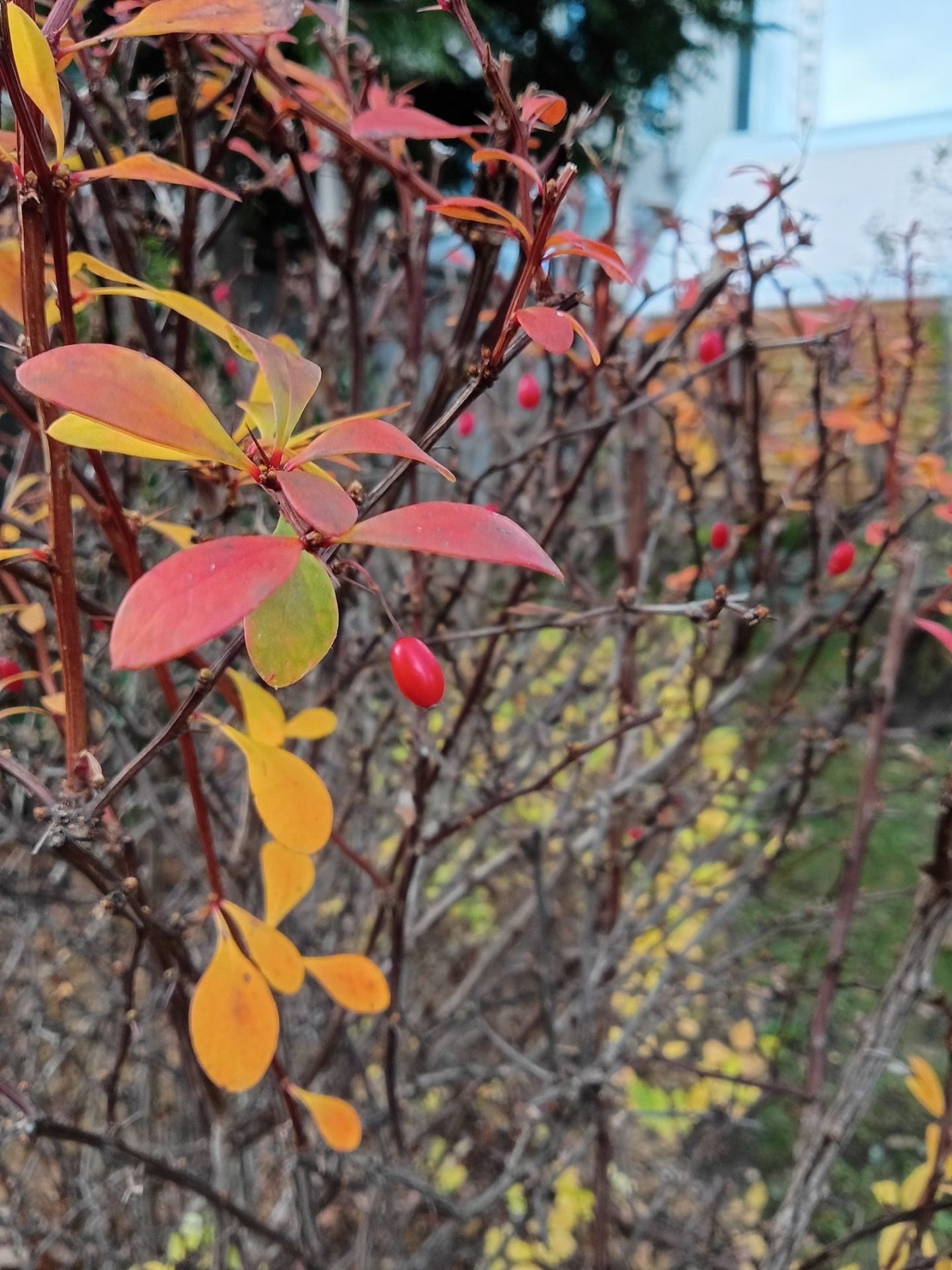 Motorola Moto G Play (2026)