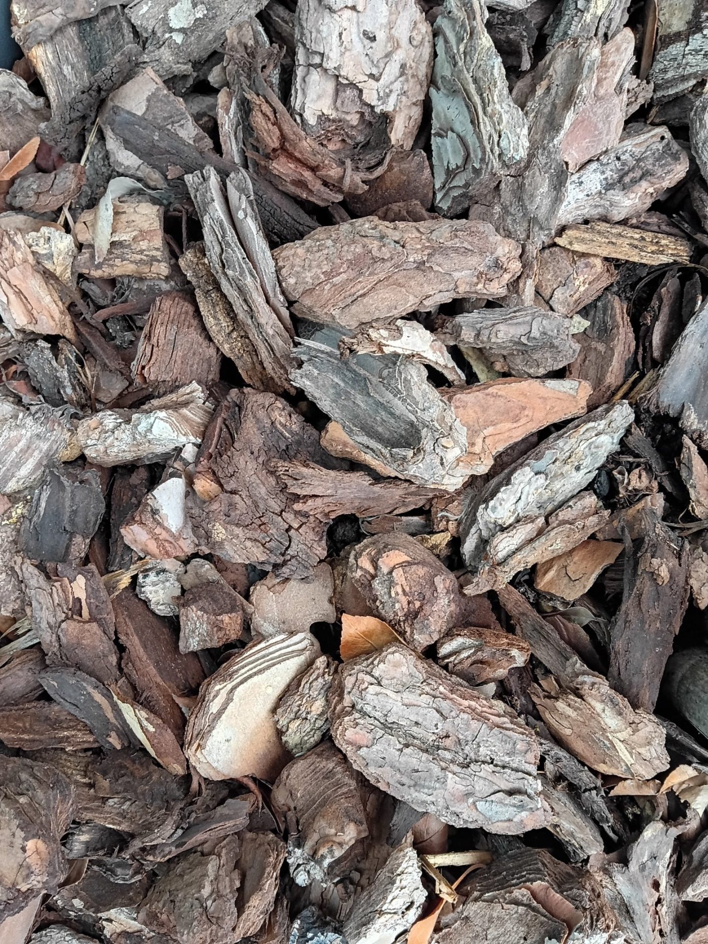 Motorola Moto G Play (2026)