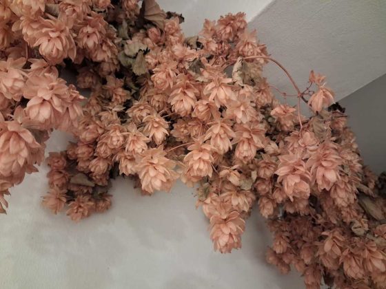 Samsung Galaxy A17 5G