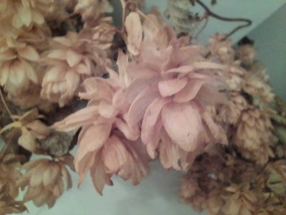 Samsung Galaxy A17 5G