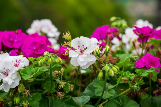 Viltrox AF 85mm f/2.0 Evo