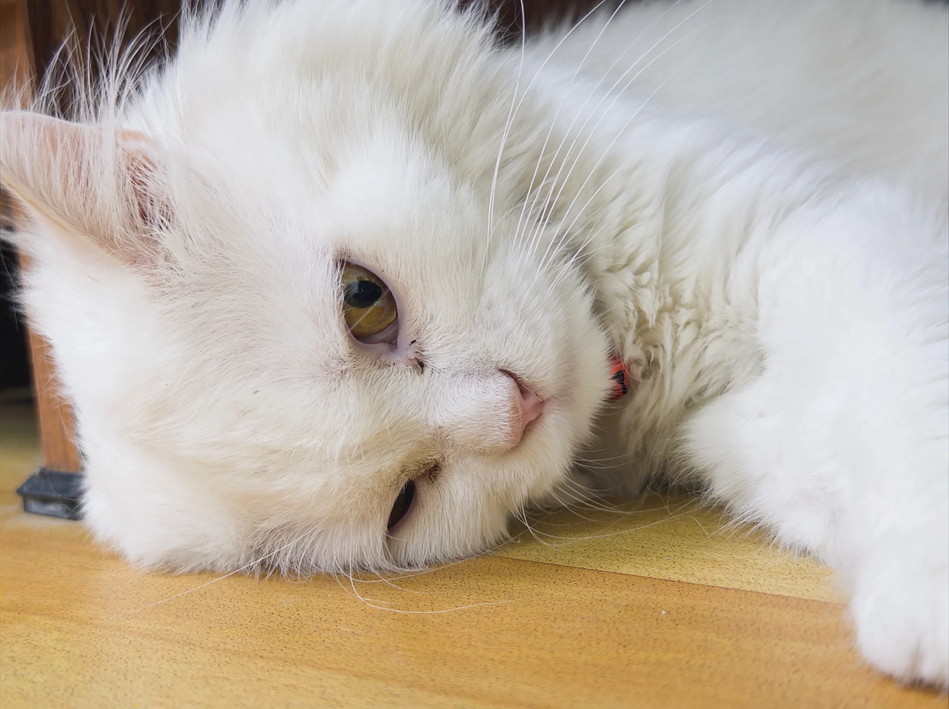 Adobe Indigo на iPhone 17: почему не работает селфи-камера