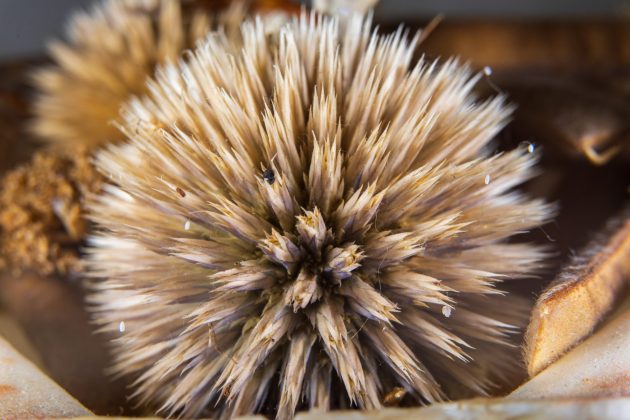 Аксессуар Meike MK: доступный апгрейд для макросъёмки