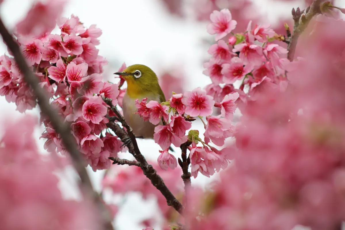 съемка на Canon