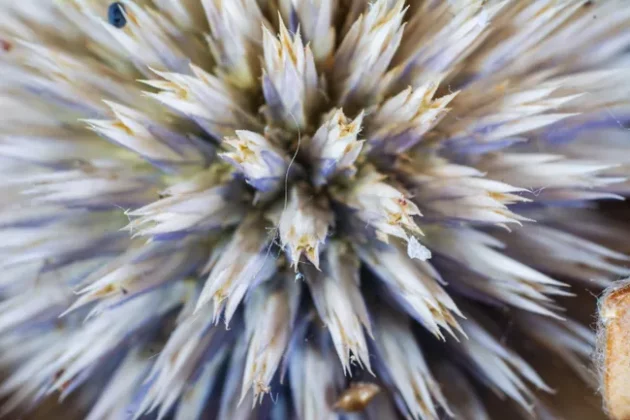 Kenko Auto Extension Tube Set DG