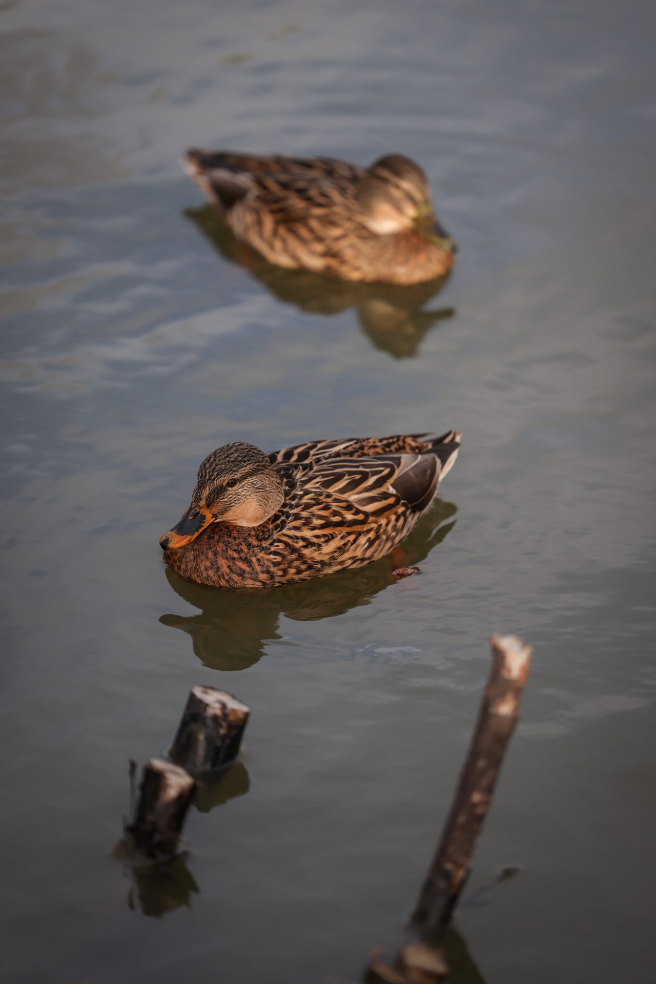 Камера Canon EOS R6 Mark III: гибрид без слабых мест