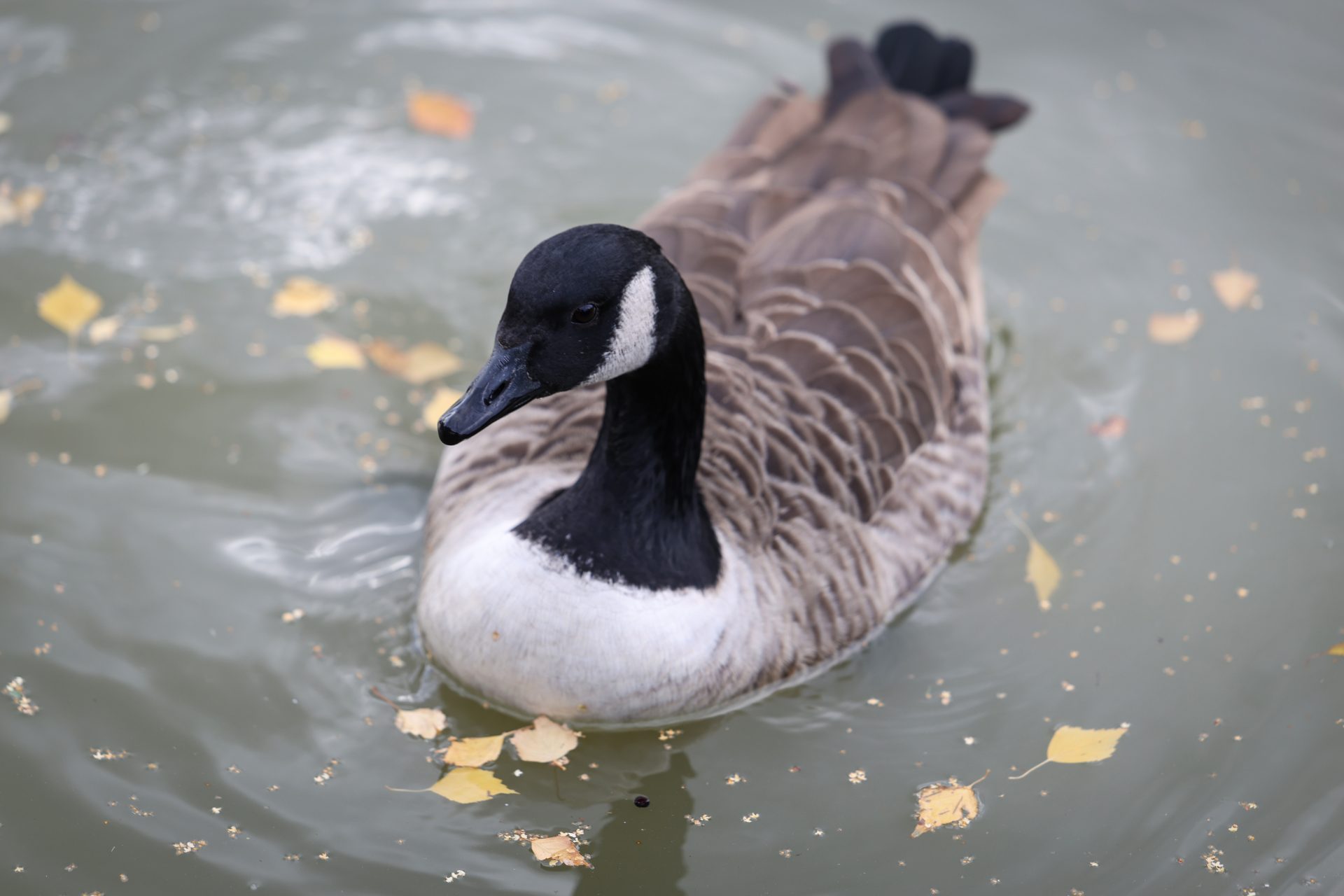 Камера Canon EOS R6 Mark III: гибрид без слабых мест