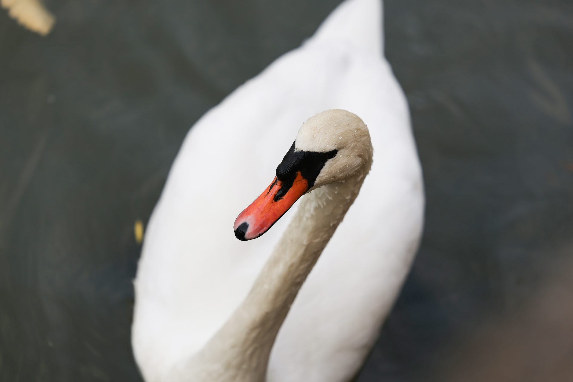 Камера Canon EOS R6 Mark III: гибрид без слабых мест