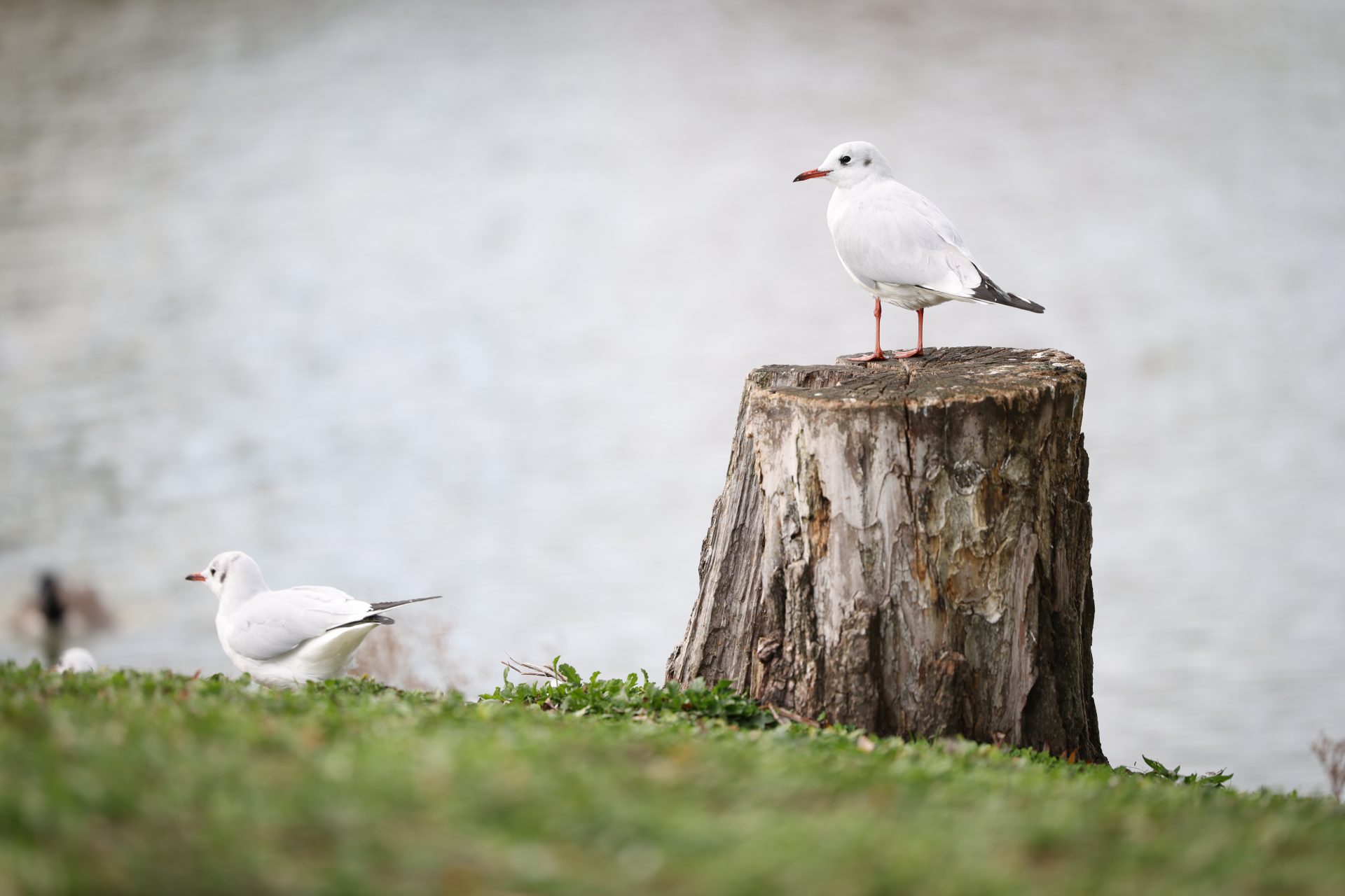 Камера Canon EOS R6 Mark III: гибрид без слабых мест