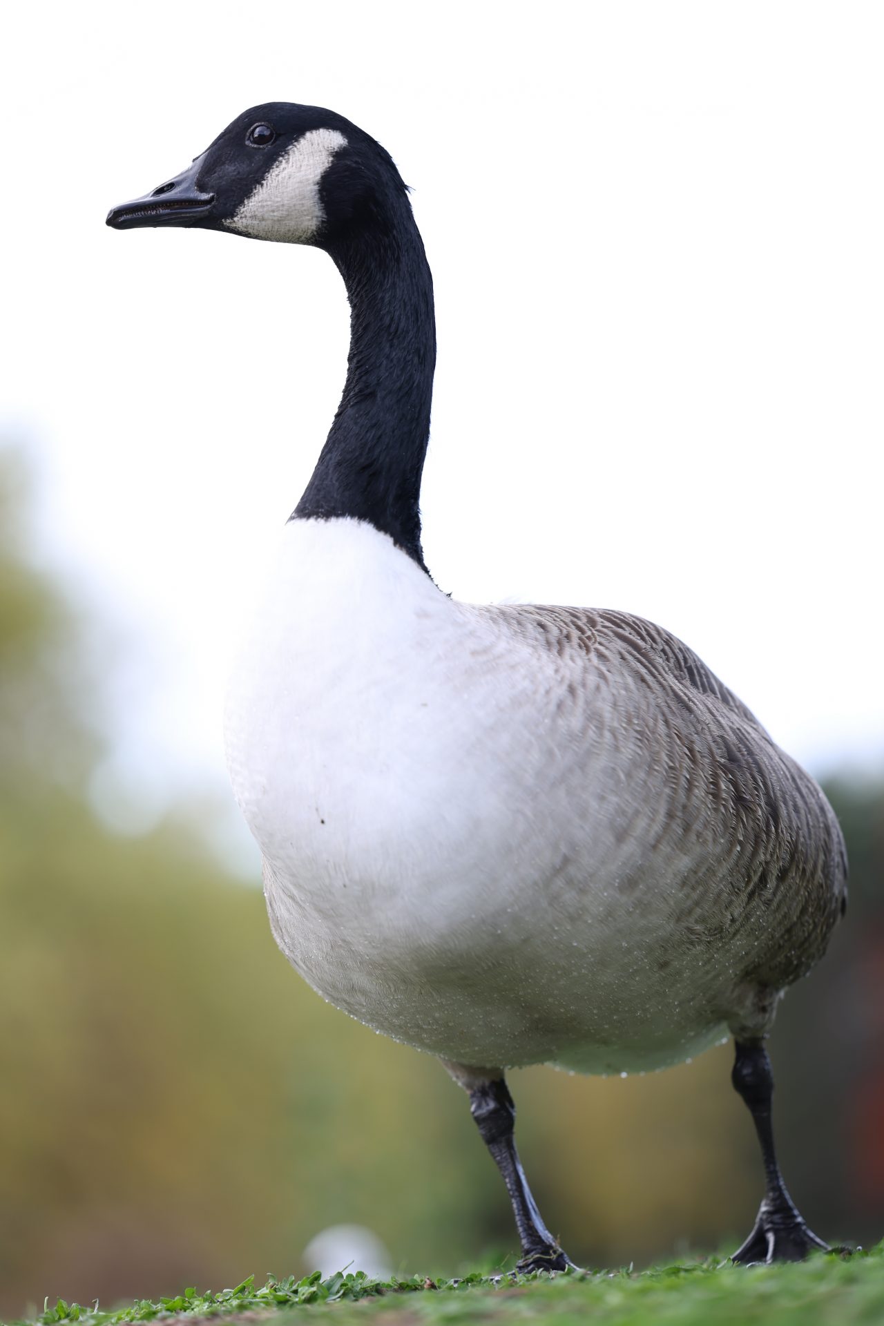 Камера Canon EOS R6 Mark III: гибрид без слабых мест