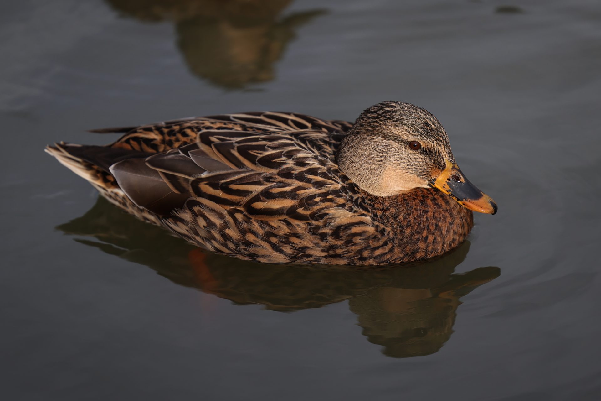 Камера Canon EOS R6 Mark III: гибрид без слабых мест