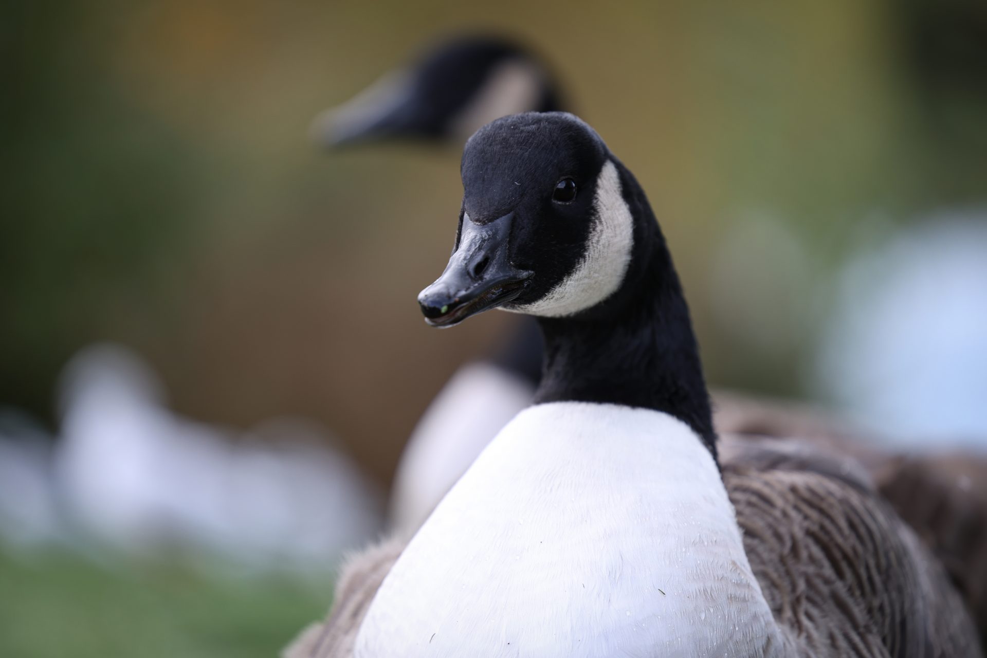 Камера Canon EOS R6 Mark III: гибрид без слабых мест