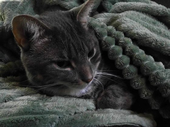 Камера Instax Mini LiPlay+ выводит печать на новый уровень