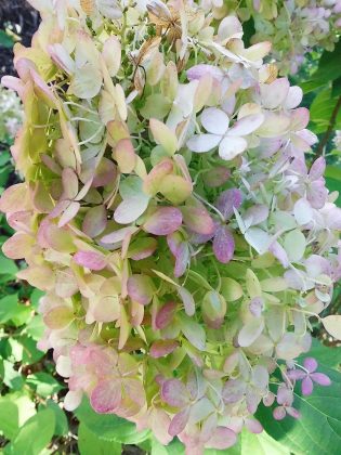 Камера Instax Mini LiPlay+ выводит печать на новый уровень