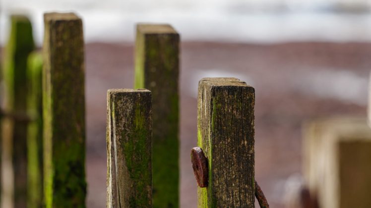 Lumix S 100-500mm F5-7.1 OIS – ультрателеобъектив