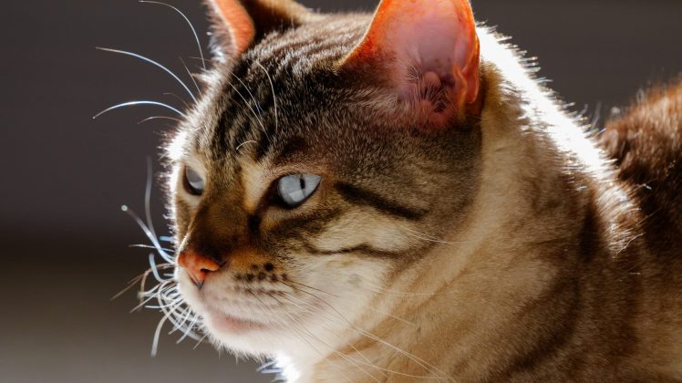 Lumix S 100-500mm F5-7.1 OIS – ультрателеобъектив