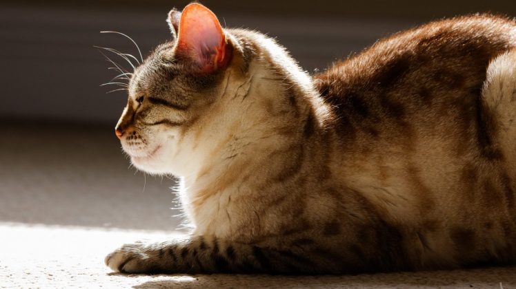 Lumix S 100-500mm F5-7.1 OIS – ультрателеобъектив