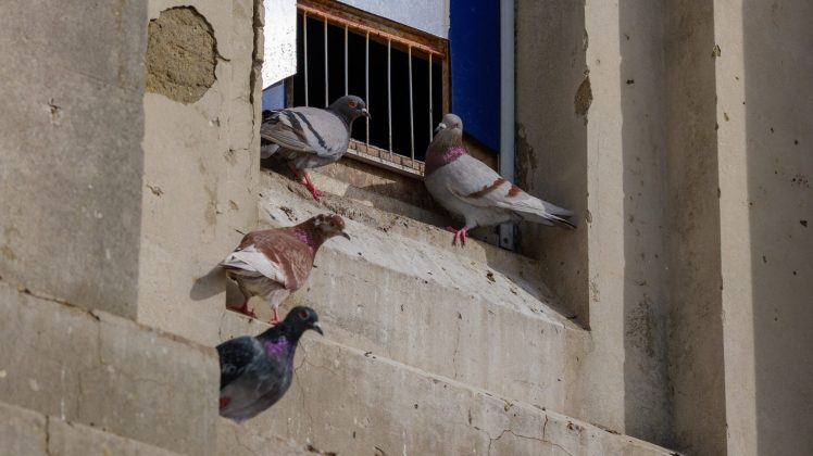 Lumix S 100-500mm F5-7.1 OIS – ультрателеобъектив