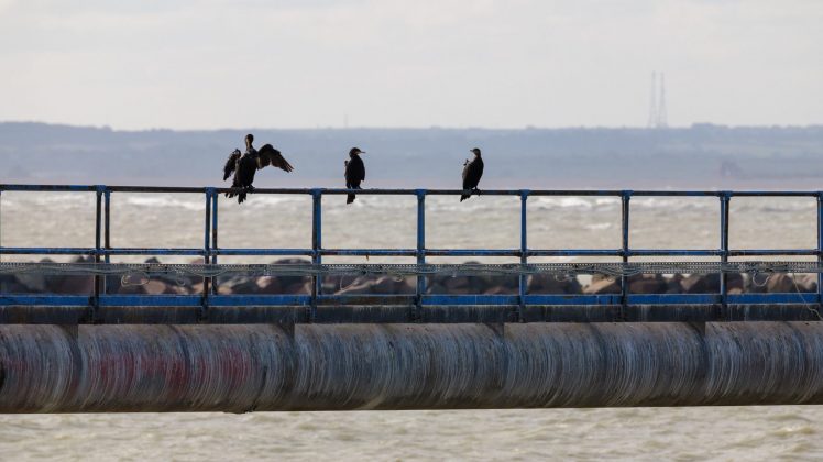 Lumix S 100-500mm F5-7.1 OIS – ультрателеобъектив