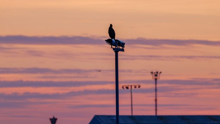 Lumix S 100-500mm F5-7.1 OIS – ультрателеобъектив