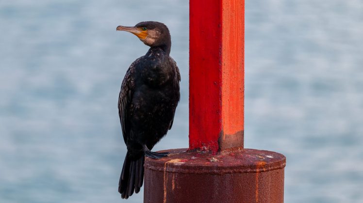 Lumix S 100-500mm F5-7.1 OIS – ультрателеобъектив