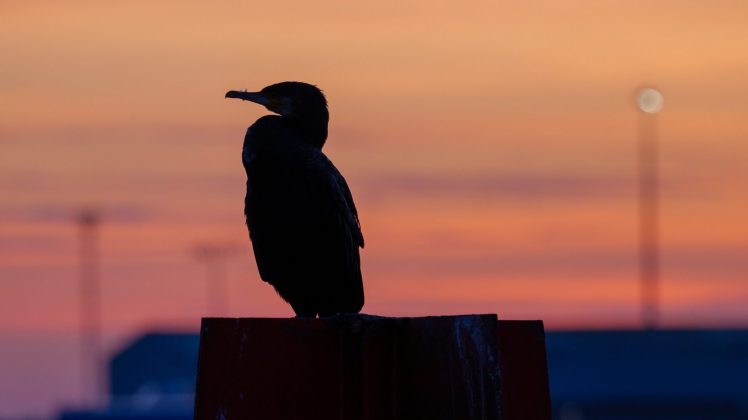 Lumix S 100-500mm F5-7.1 OIS – ультрателеобъектив