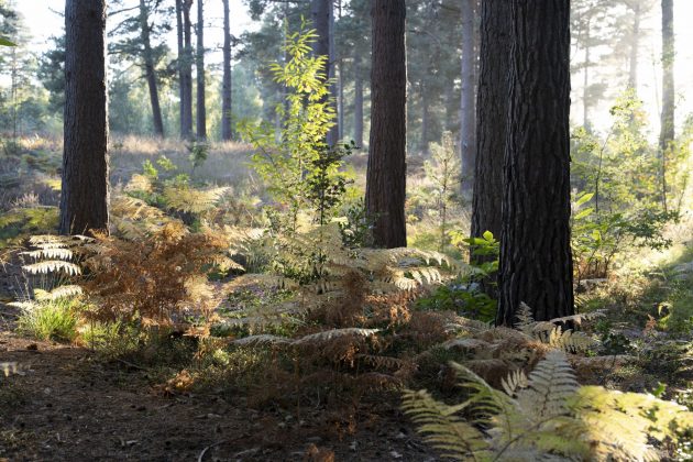 Nikon Z 24-70mm f/2.8 S II — профессиональный объектив