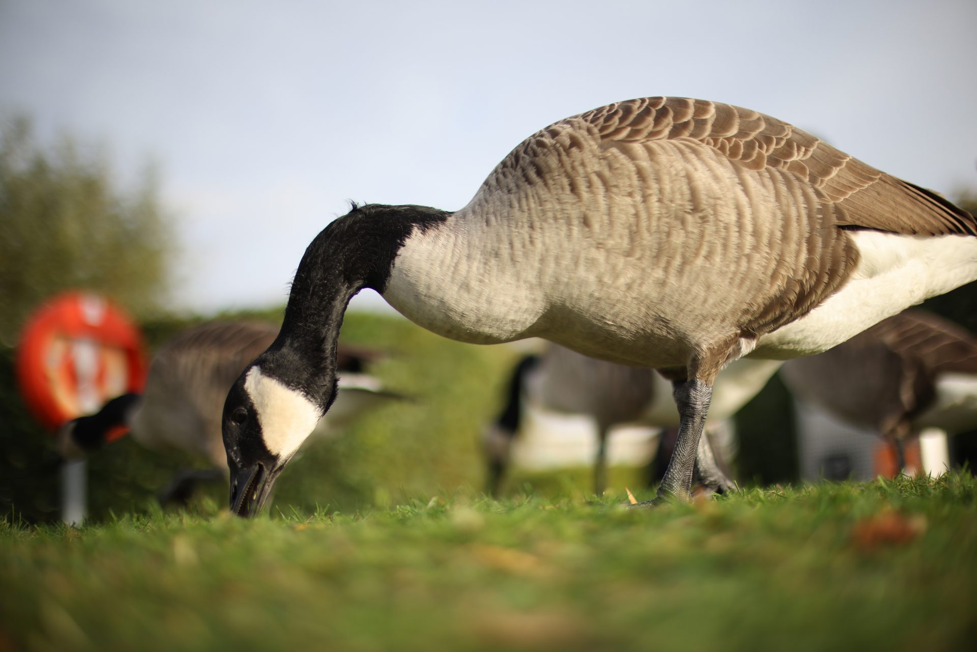  Объектив Canon RF 45mm f/1.2 STM — хит среди энтузиастов