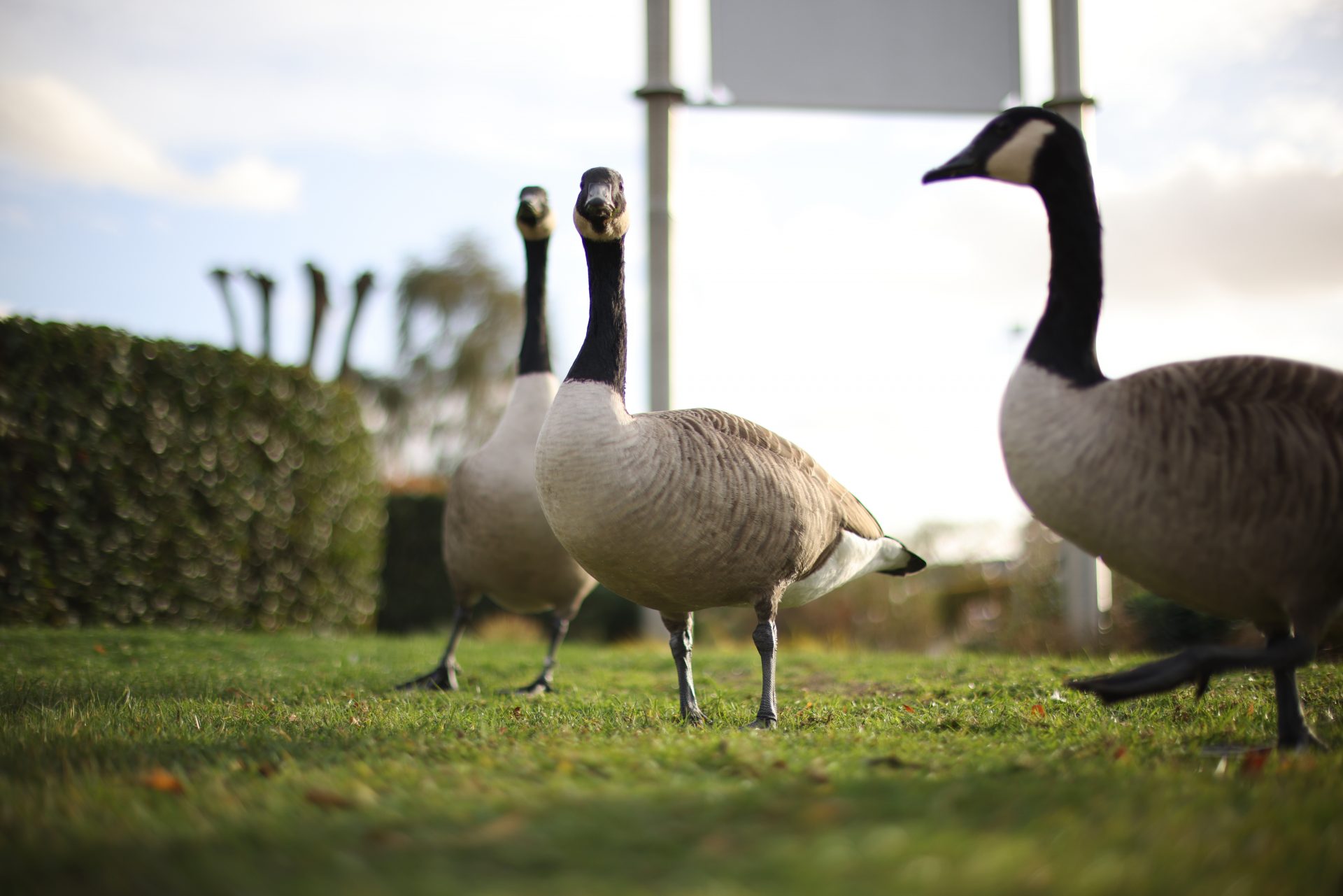  Объектив Canon RF 45mm f/1.2 STM — хит среди энтузиастов