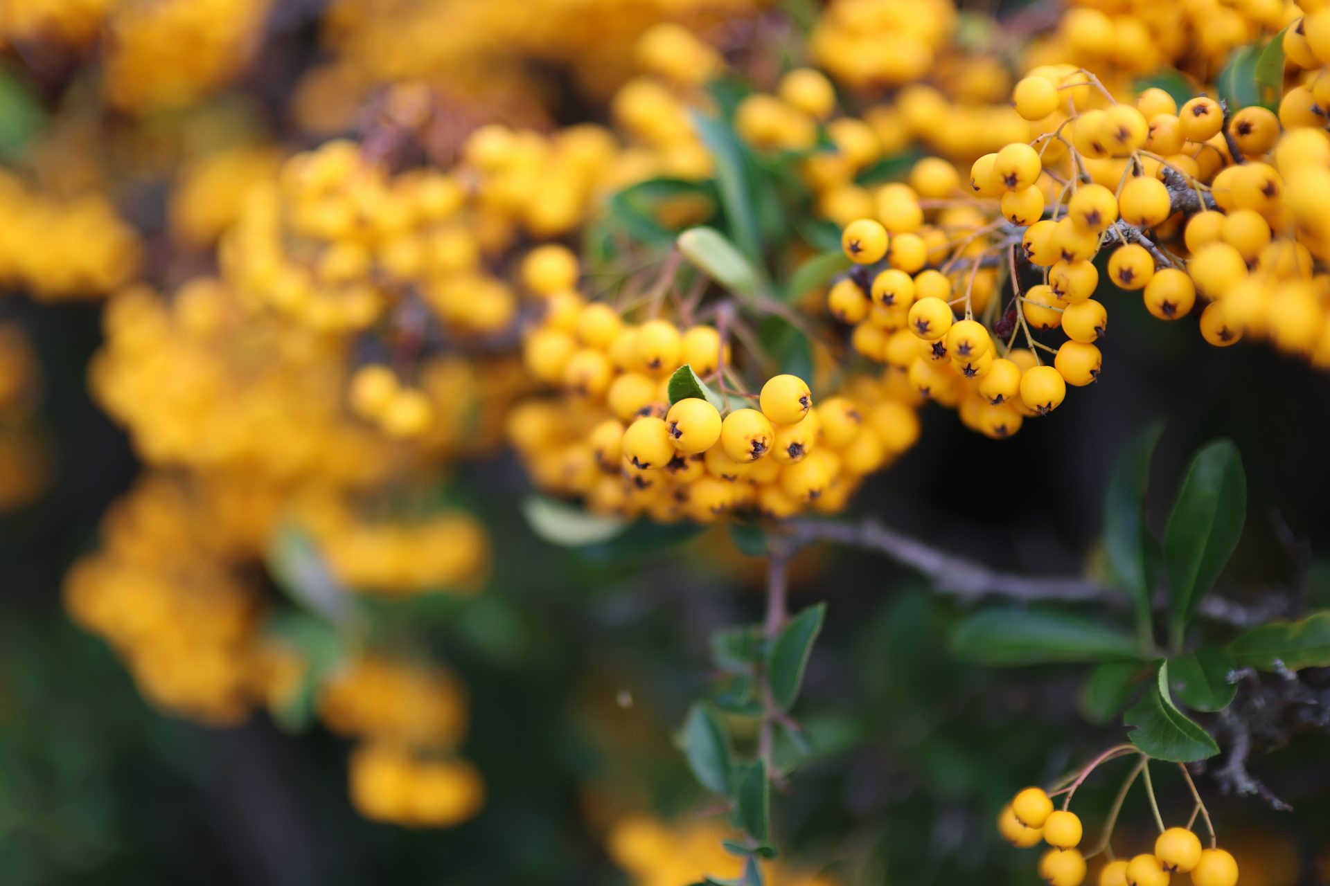  Объектив Canon RF 45mm f/1.2 STM — хит среди энтузиастов