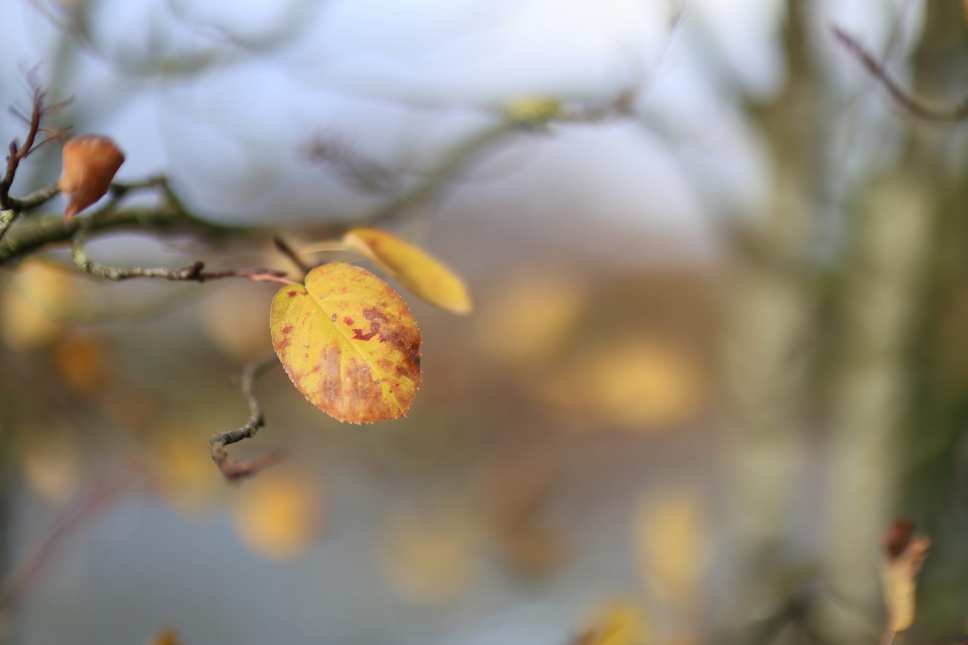  Объектив Canon RF 45mm f/1.2 STM — хит среди энтузиастов