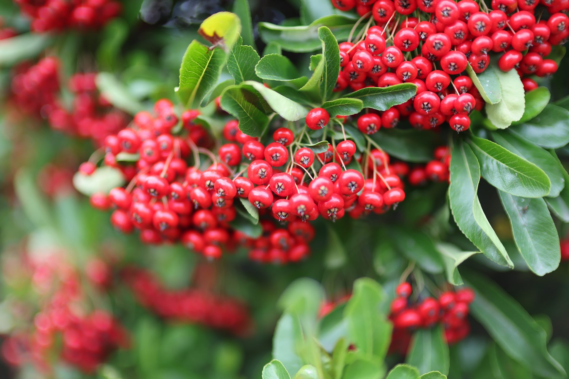  Объектив Canon RF 45mm f/1.2 STM — хит среди энтузиастов