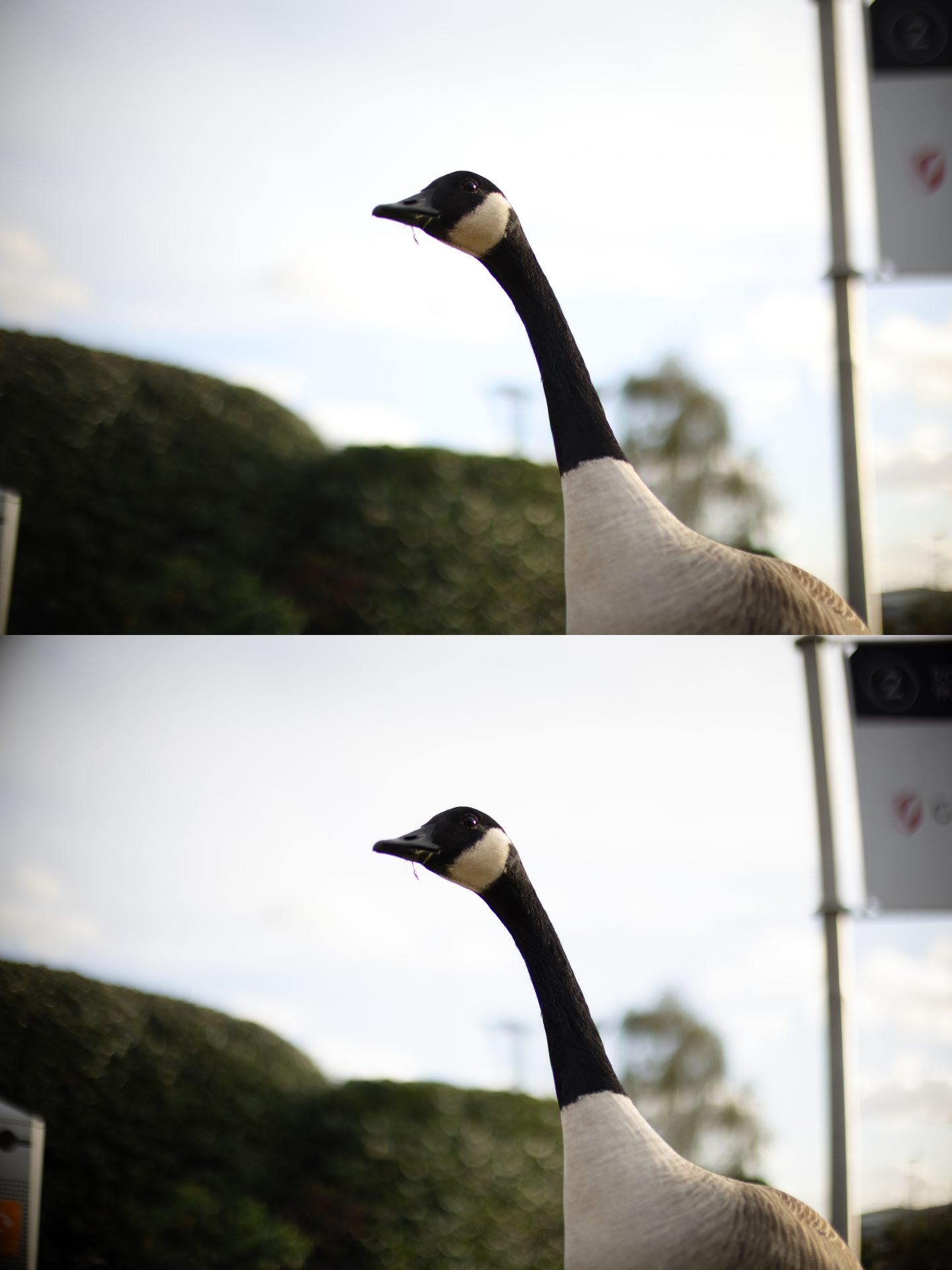  Объектив Canon RF 45mm f/1.2 STM — хит среди энтузиастов