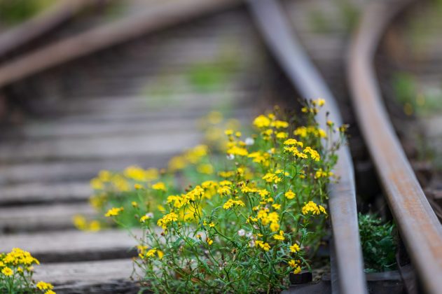 Объектив Laowa 200mm f/2 AF FF: светосильная «двухсотка»