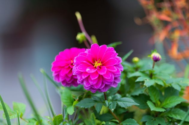 Объектив Laowa 200mm f/2 AF FF: светосильная «двухсотка»