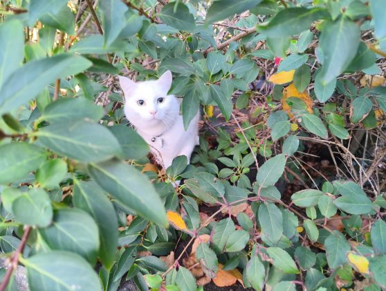 Обзор 8849 Tank 4 Pro — смартфон с проектором