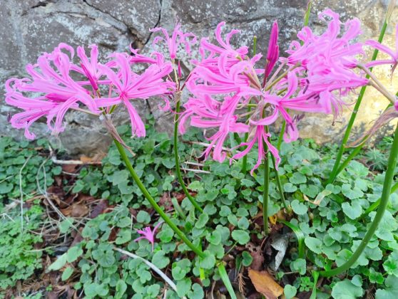 Обзор 8849 Tank 4 Pro — смартфон с проектором