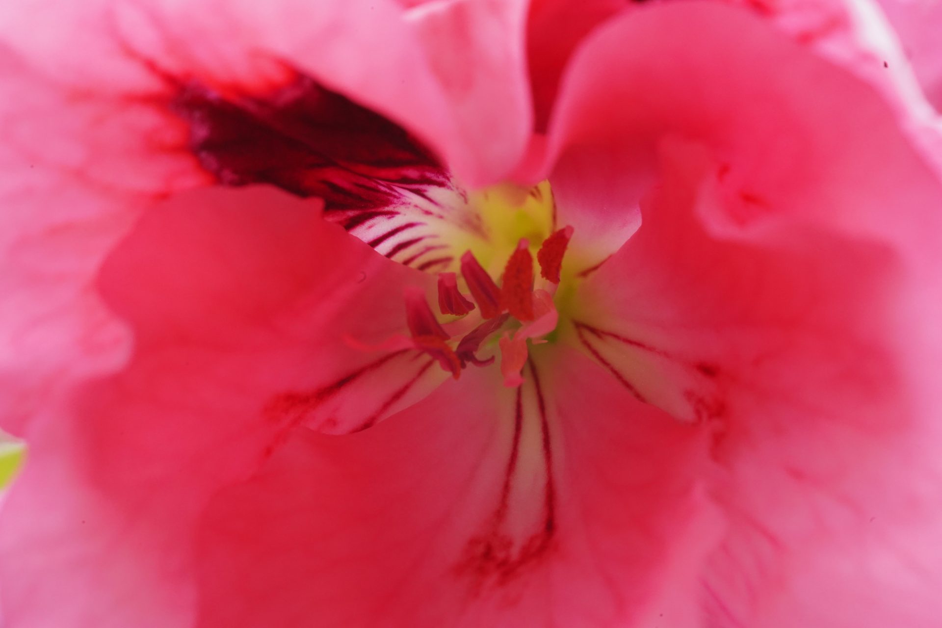 Обзор Laowa 180mm f/4.5 1.5X Ultra Macro APO — макро