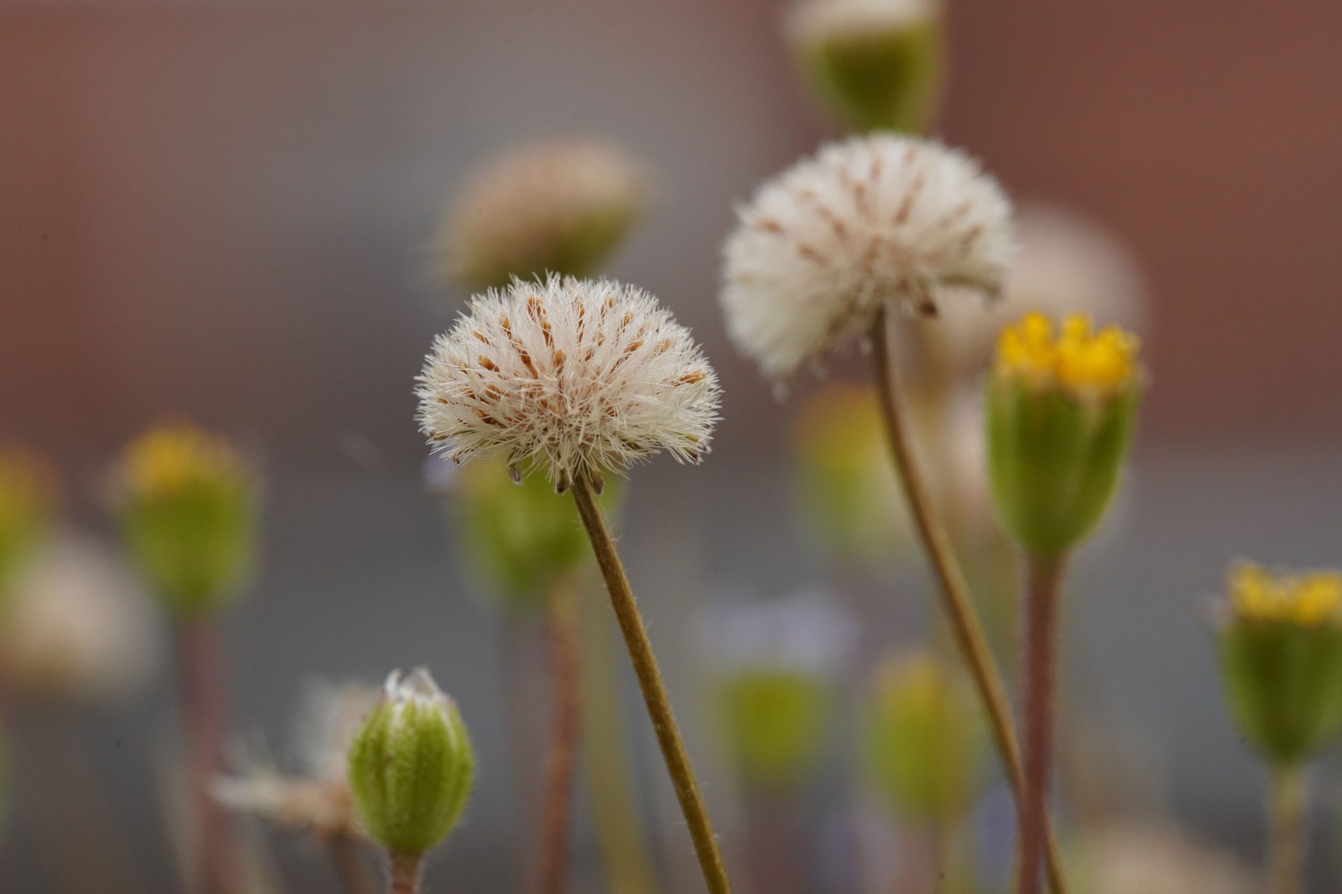 Обзор Laowa 180mm f/4.5 1.5X Ultra Macro APO — макро