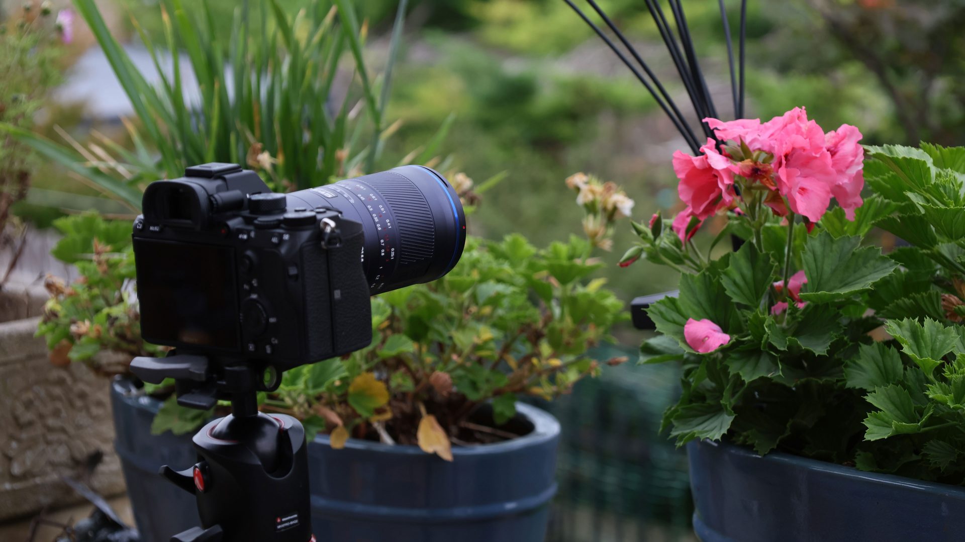 Обзор Laowa 180mm f/4.5 1.5X Ultra Macro APO — макро