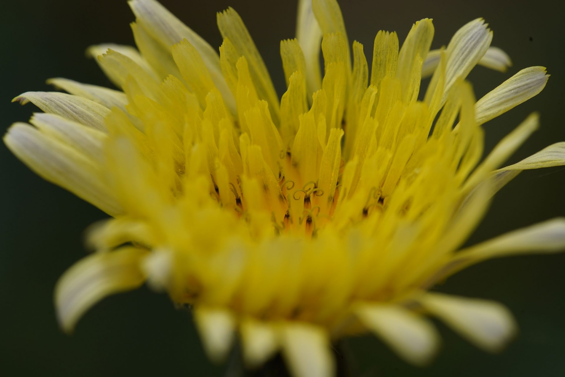 Обзор Laowa 180mm f/4.5 1.5X Ultra Macro APO — макро