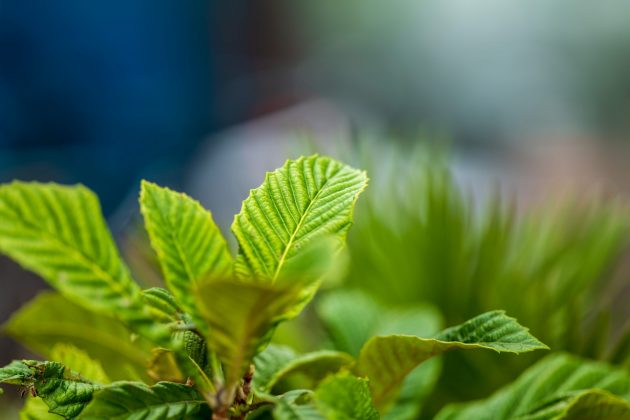 Обзор Sigma 135mm f/1.4 DG Art — портретник f/1.4