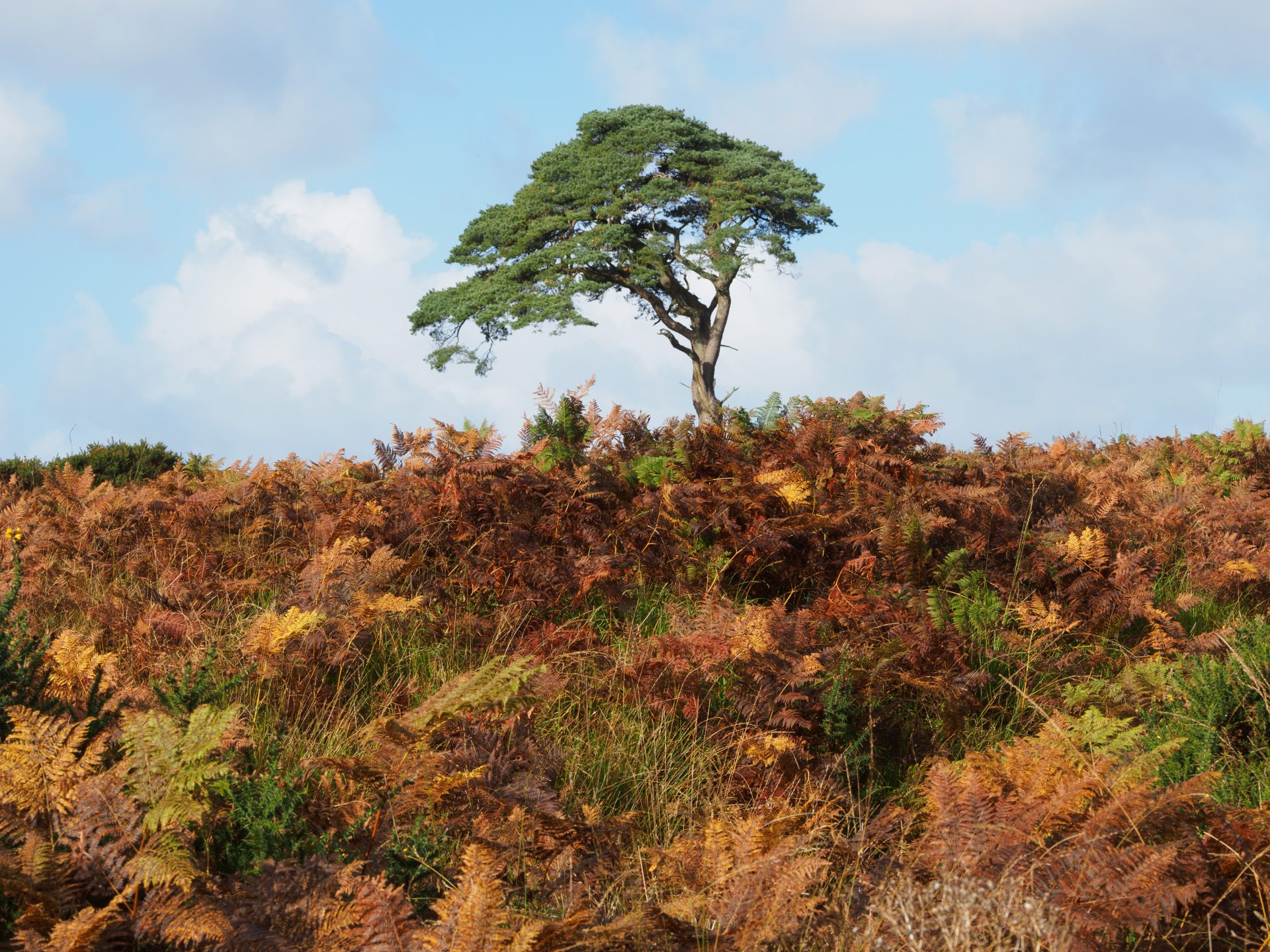 OM System OM-5 II компактная камера со стабилизацией