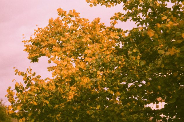 Плёнка Harman Phoenix II создаёт уникальный ретро-стиль