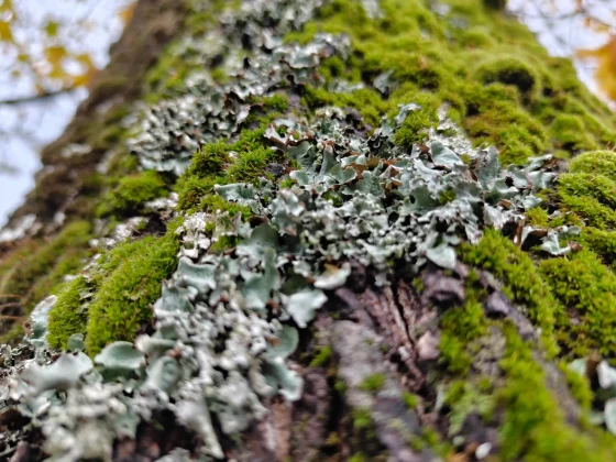 С OnePlus 15 что-то не так компания зря отказалась от своих главных фишек