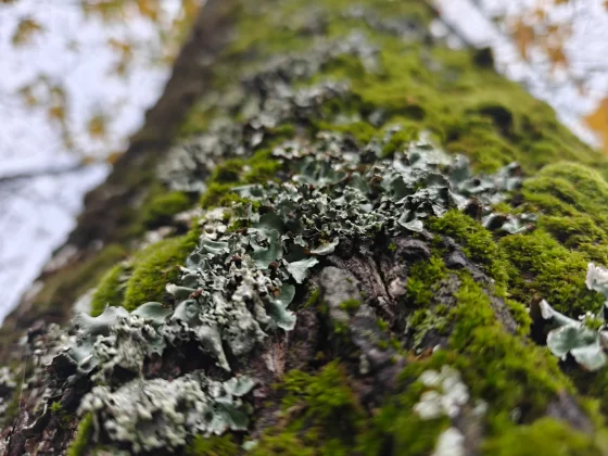 С OnePlus 15 что-то не так компания зря отказалась от своих главных фишек