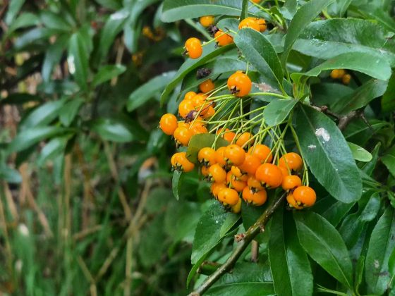 Samsung Galaxy S25 FE